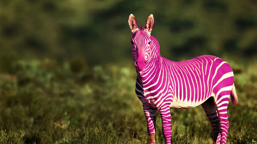 En rosa och vit zebra.